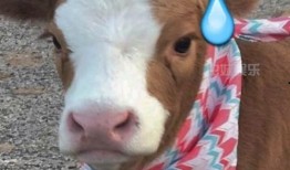 娱乐吃瓜酱猴子,揭秘猴子背后的娱乐产业秘密